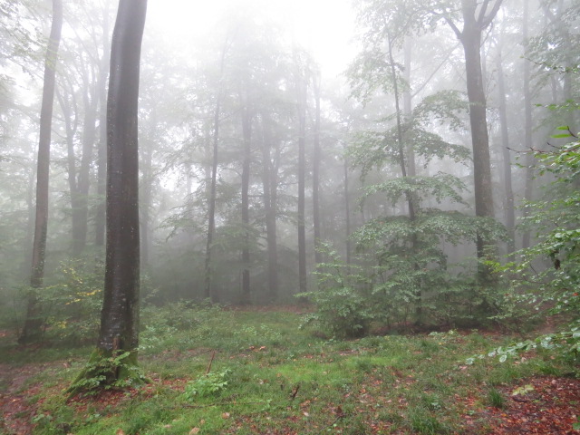 Misty Bush Camp