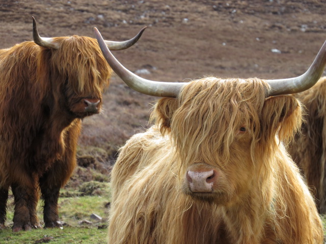 Hairy Coos