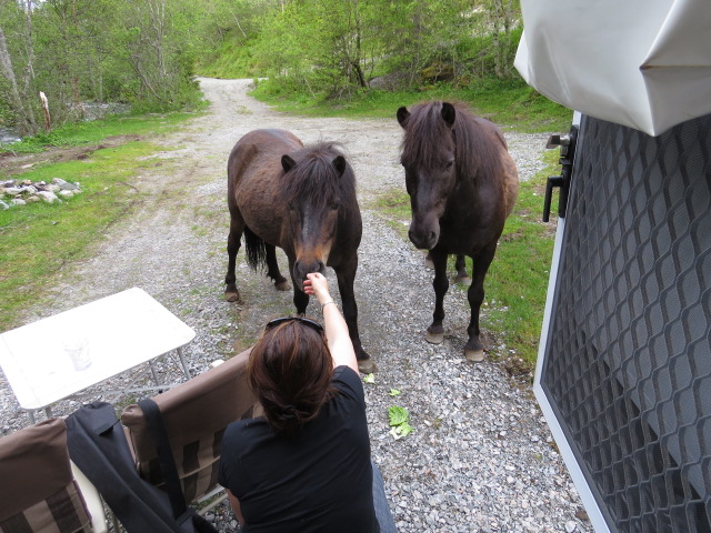 Visiting Horses