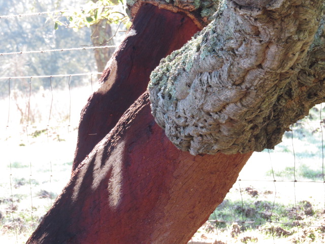 Harvested Cork Tree