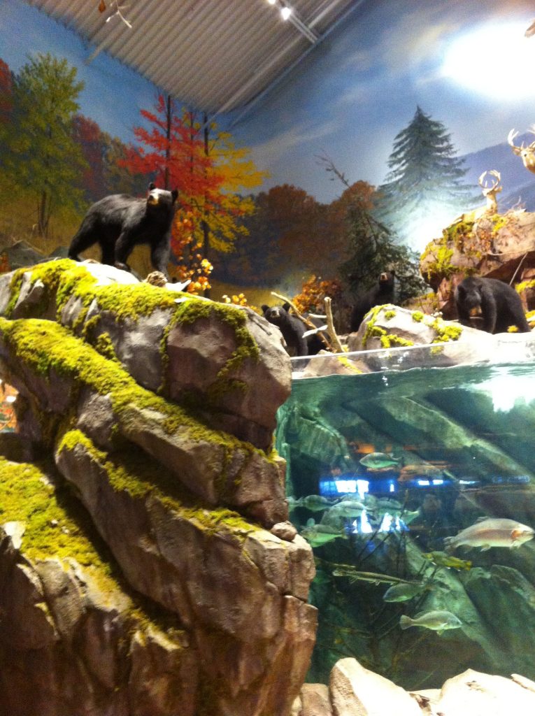 Enormous Fish tanks and Bears