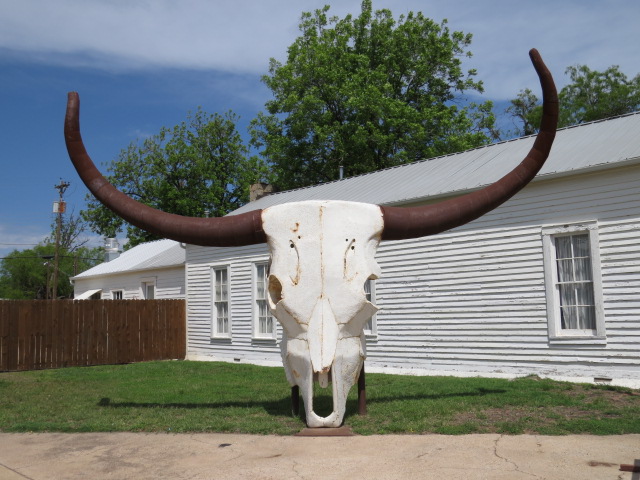 The Proud Texas Bullhorns...