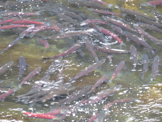 Salmon waiting to spawn