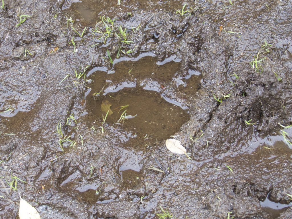 Grizzly bear footprint