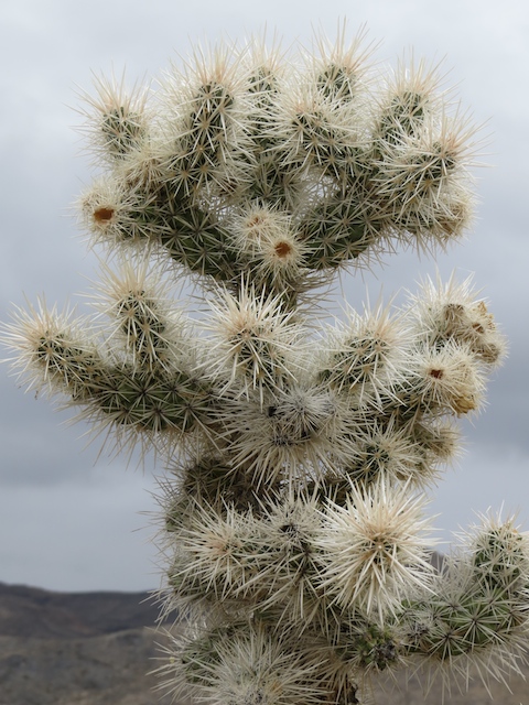 Cholla Cactus (Pronounced Choya)