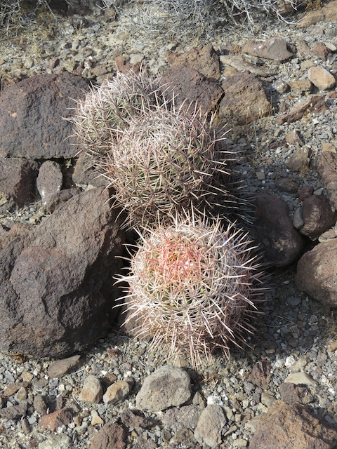Beautiful California Barrel Cactus