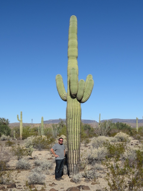 Saguaro Giant Cactus