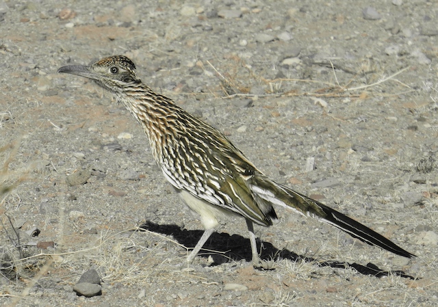 A real Road Runner!!