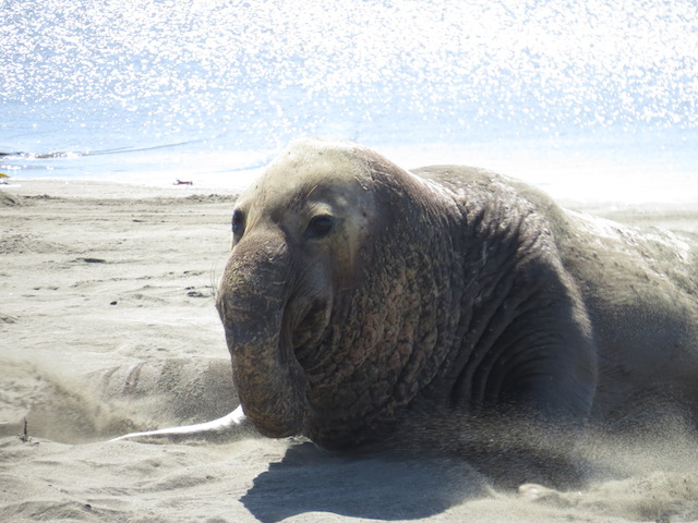 Bull Elephant Seal