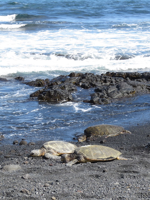 Turtles on Black Sand Beach