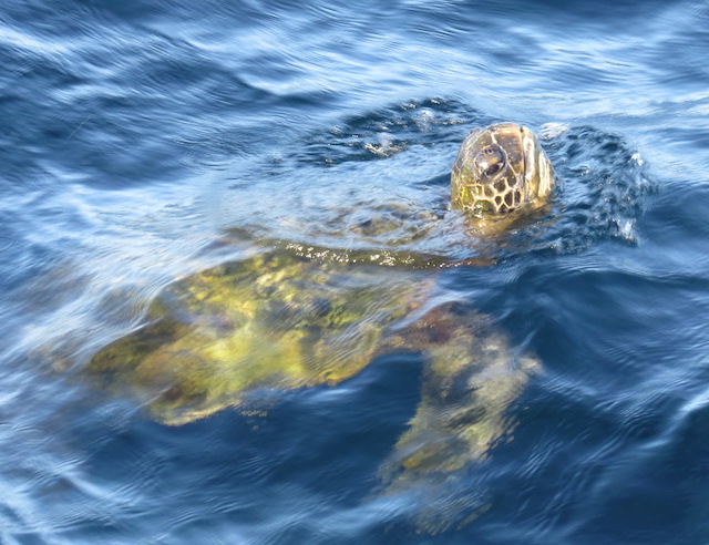 More sea turtles