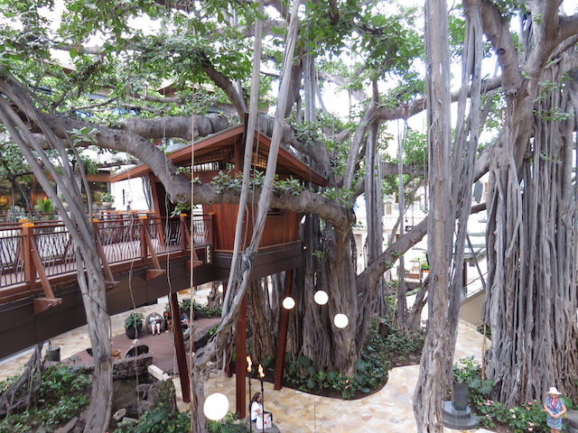 Banyan tree in the International Marketplace Shopping Centre, Waikiki